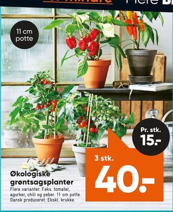 Økologiske grøntsagsplanter