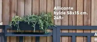 Allicante hylde 58x15 cm