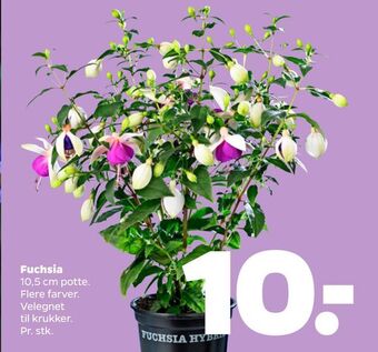 Netto Fuchsia tilbud