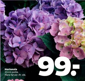 Hortensia