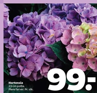 Netto Hortensia tilbud