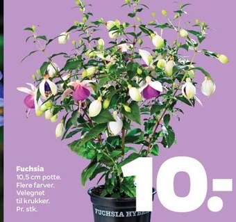 Fuchsia