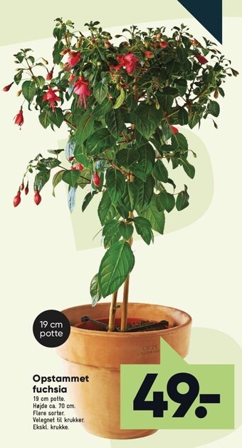 Bilka Opstammet fuchsia tilbud