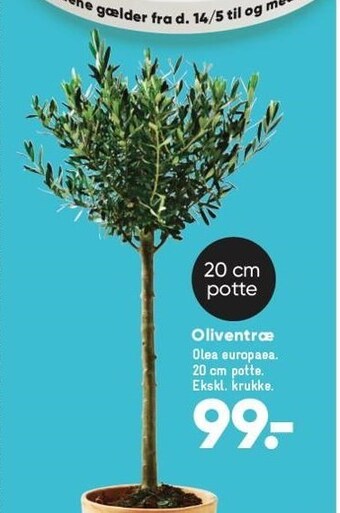 Bilka Oliventræ tilbud