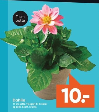 Bilka Dahlia tilbud