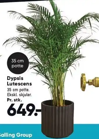 Bilka Dypsis lutescens tilbud