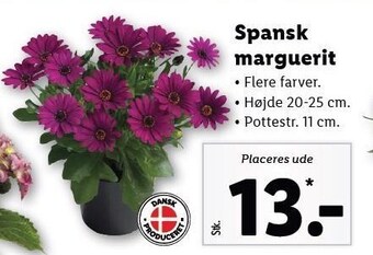 Lidl Spansk marguerit tilbud