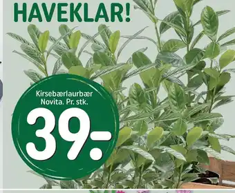 REMA 1000 Kirsebærlaurbær tilbud