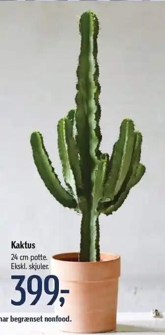 Kaktus