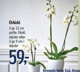 Føtex Orkidé tilbud