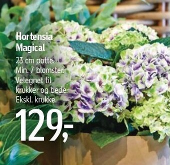 Føtex Hortensia magical tilbud