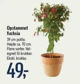 Føtex Opstammet fuchsia tilbud