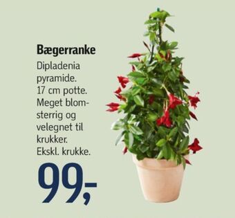 Føtex Queen planter tilbud