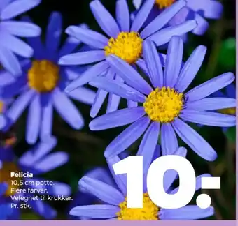Netto Grow it planter tilbud