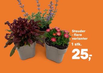 SuperBrugsen Coop planter tilbud