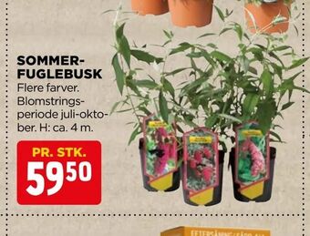 Sommerfuglebusk