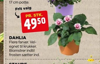 jem & fix Dahlia tilbud