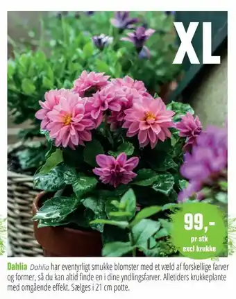 Dahlia