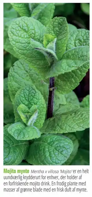 Mojito mynte