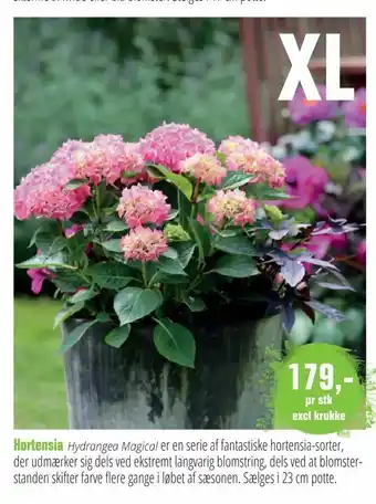 Aldershvile Planteskole Hortensia tilbud