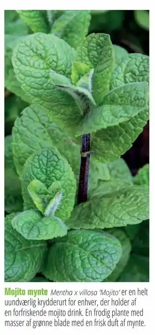 Mojito mynte