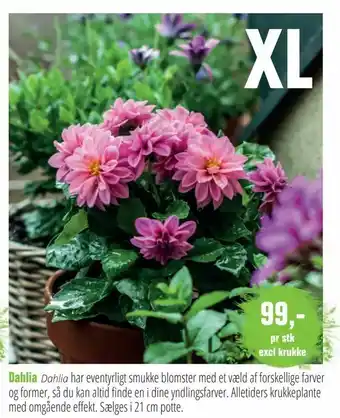 Langeskov Planteskole Dahlia tilbud