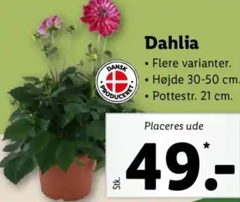 Lidl Dahlia 30-50 cm/21 cm tilbud
