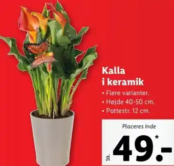 Lidl Kalla i Keramik 40-50 cm/ 12 cm tilbud