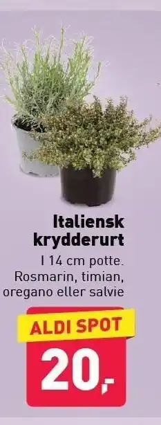 ALDI Italiensk krydderurt tilbud