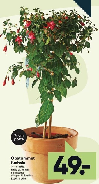 Bilka Opstammet fuchsia tilbud