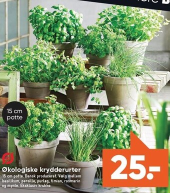 Økologiske krydderurter