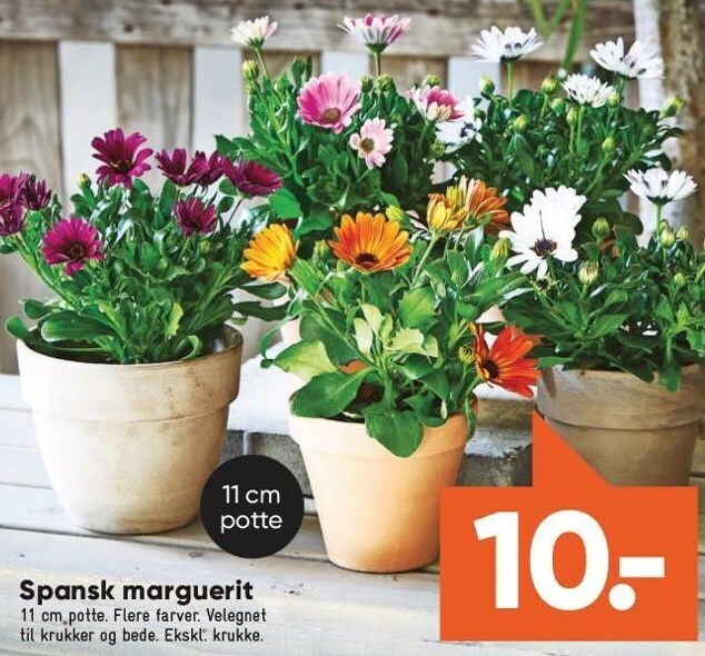 Bilka Spansk marguerit tilbud