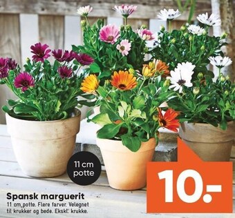 Spansk marguerit