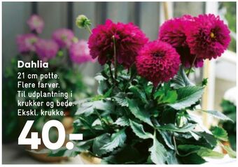 Bilka Dahlia tilbud