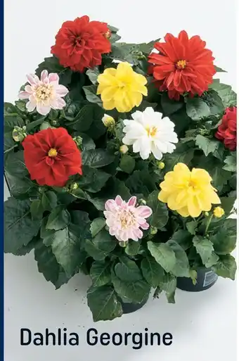 REMA 1000 Dahlia Georgine tilbud