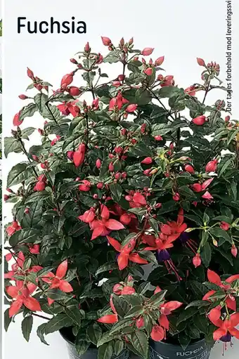 REMA 1000 Fuchsia tilbud