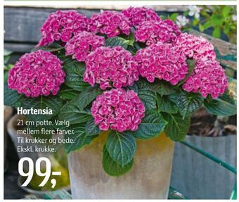Føtex Hortensia tilbud