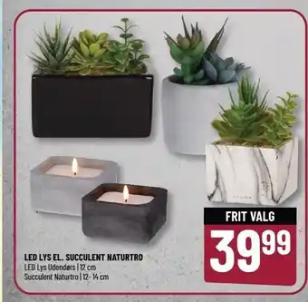 Løvbjerg LED LYS EL: SUCCULENT NATURTRO tilbud