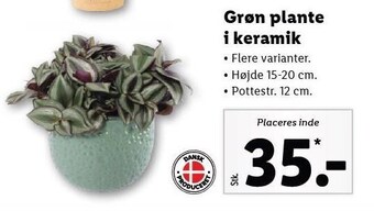 Lidl Grøn plante i keramik tilbud