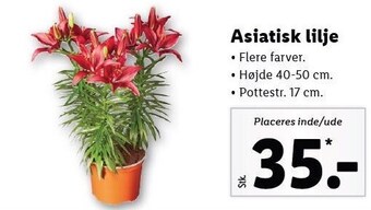 Lidl Asiatisk lilje tilbud