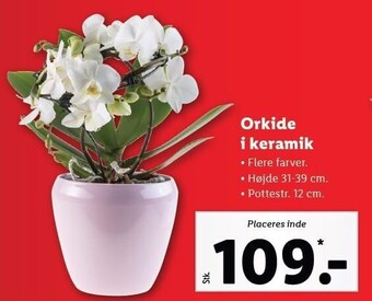 Lidl Orkide i keramik tilbud