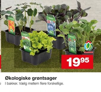 Økologiske grøntsager
