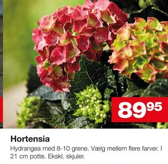 Bauhaus Hortensia tilbud