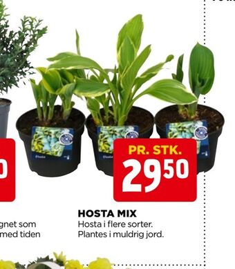 jem & fix Hosta mix tilbud