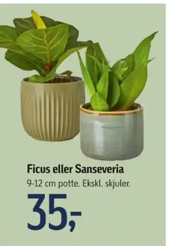 Føtex Pilsner planter tilbud