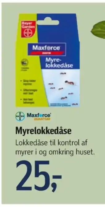 Bayer myrelokkedåse