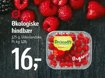Føtex Økologiske hindbær tilbud