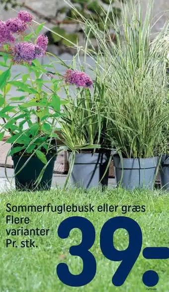 REMA 1000 Sommerfuglebusk el. græs - Flere varianter tilbud