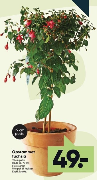 Bilka Opstammet fuchsia tilbud