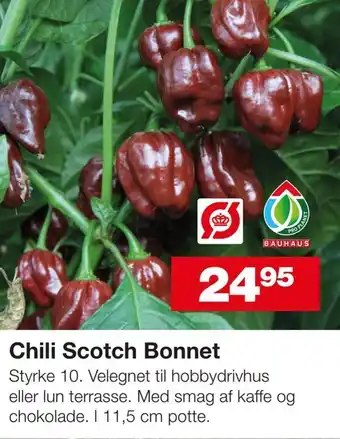Chili Scotch Bonnet
